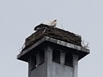 Der Storch der Zooverwaltung Karlsruhe